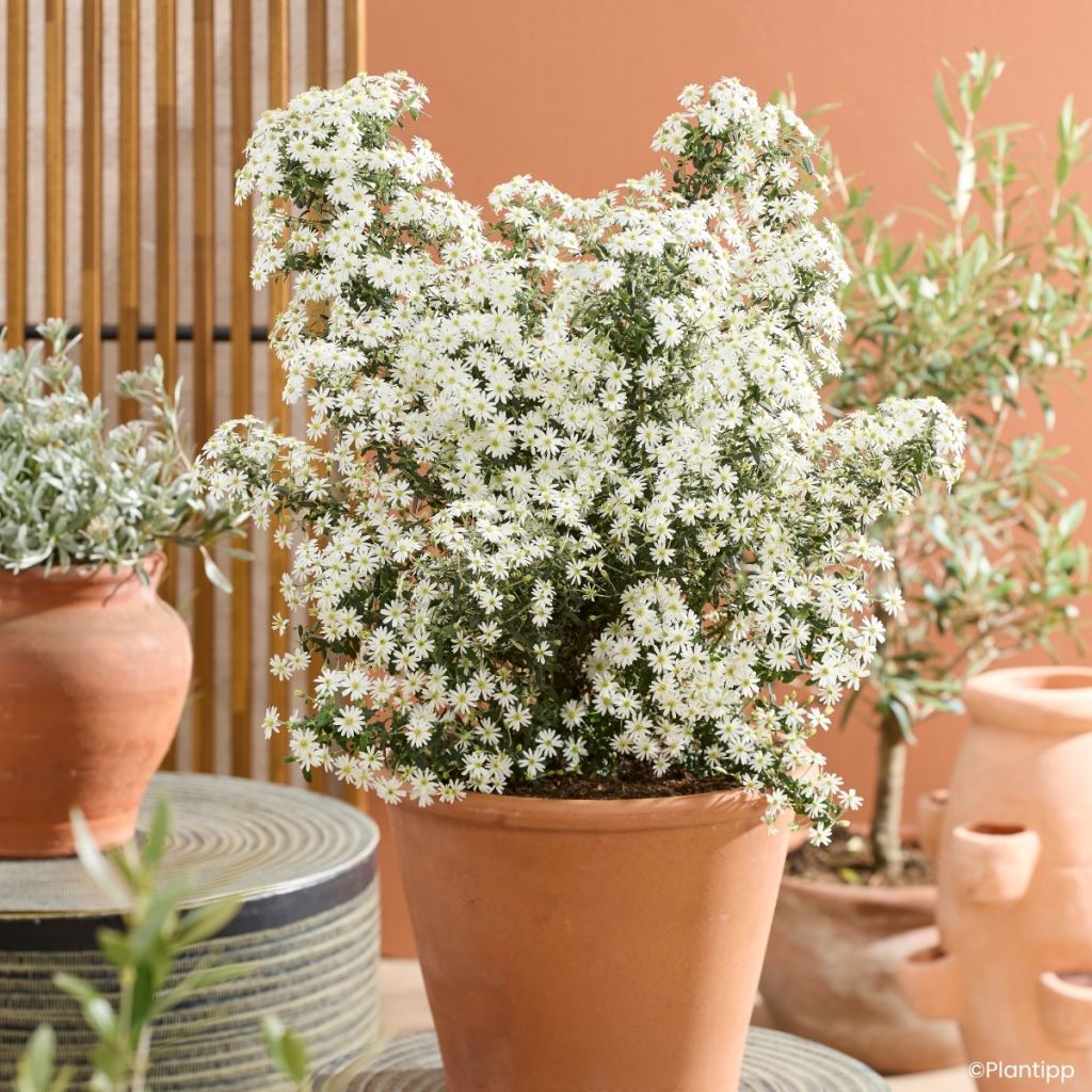 Olearia phlogopappa Spring Bling - Dusty daisy bush