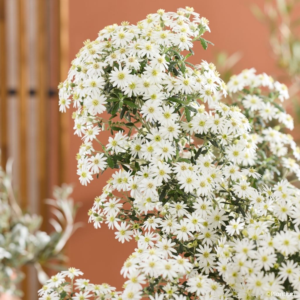 Olearia phlogopappa Spring Bling - Dusty daisy bush