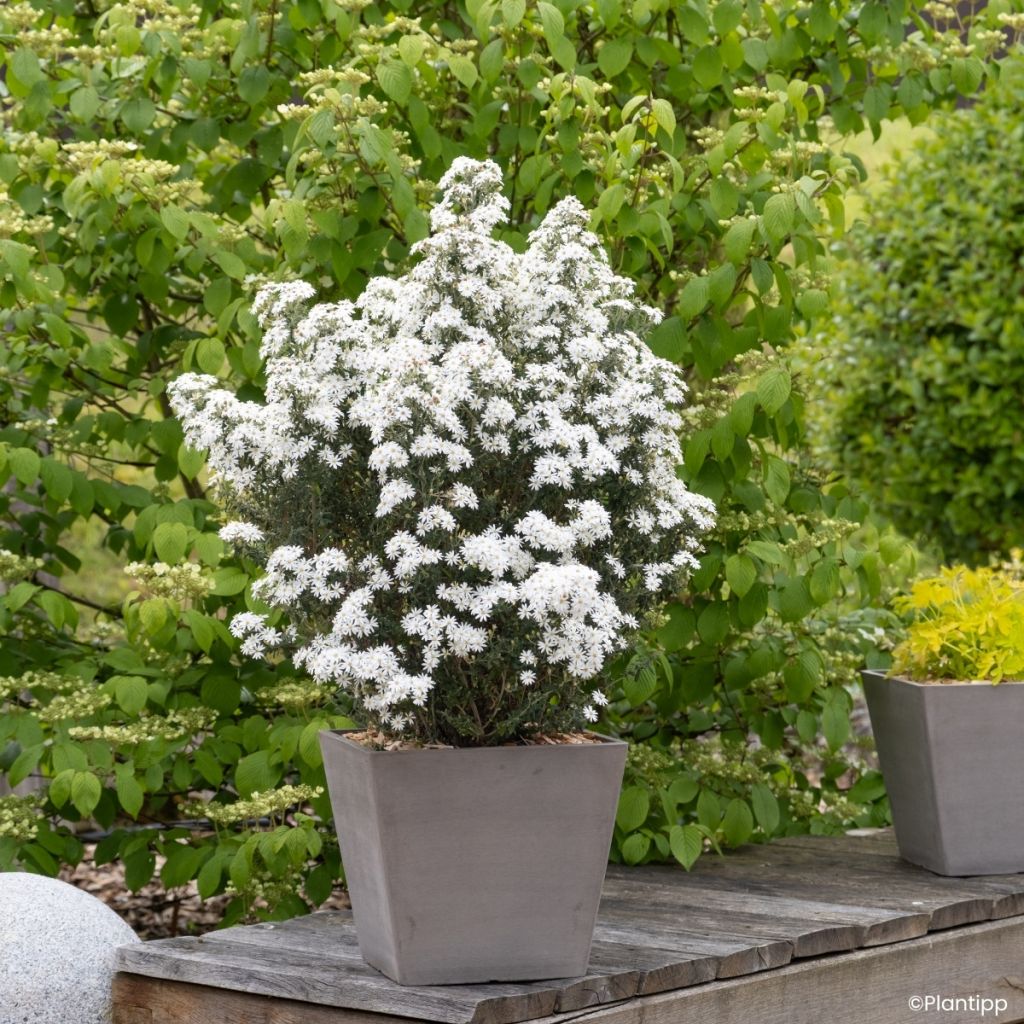 Olearia phlogopappa Spring Bling - Dusty daisy bush