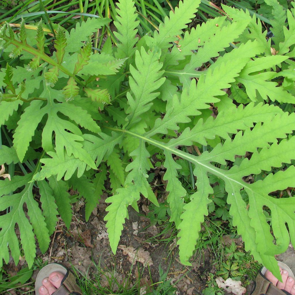 Onoclea sensibilis