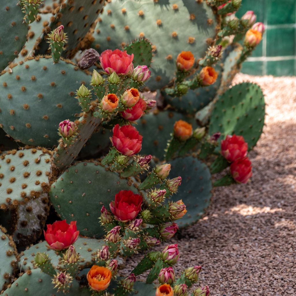 Opuntia aciculata - Prickly pear cactus