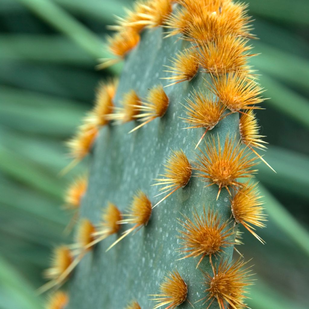 Opuntia aciculata - Prickly pear cactus