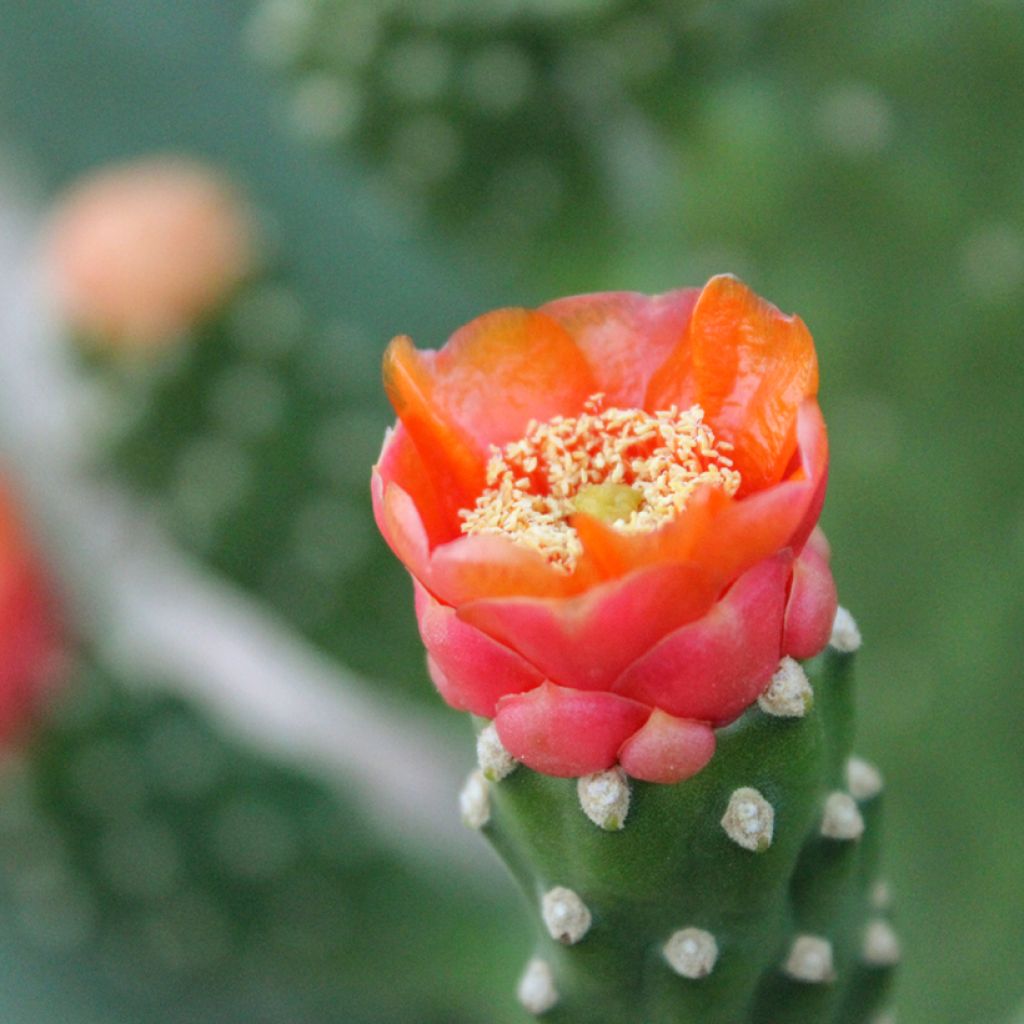 Opuntia aciculata - Prickly pear cactus