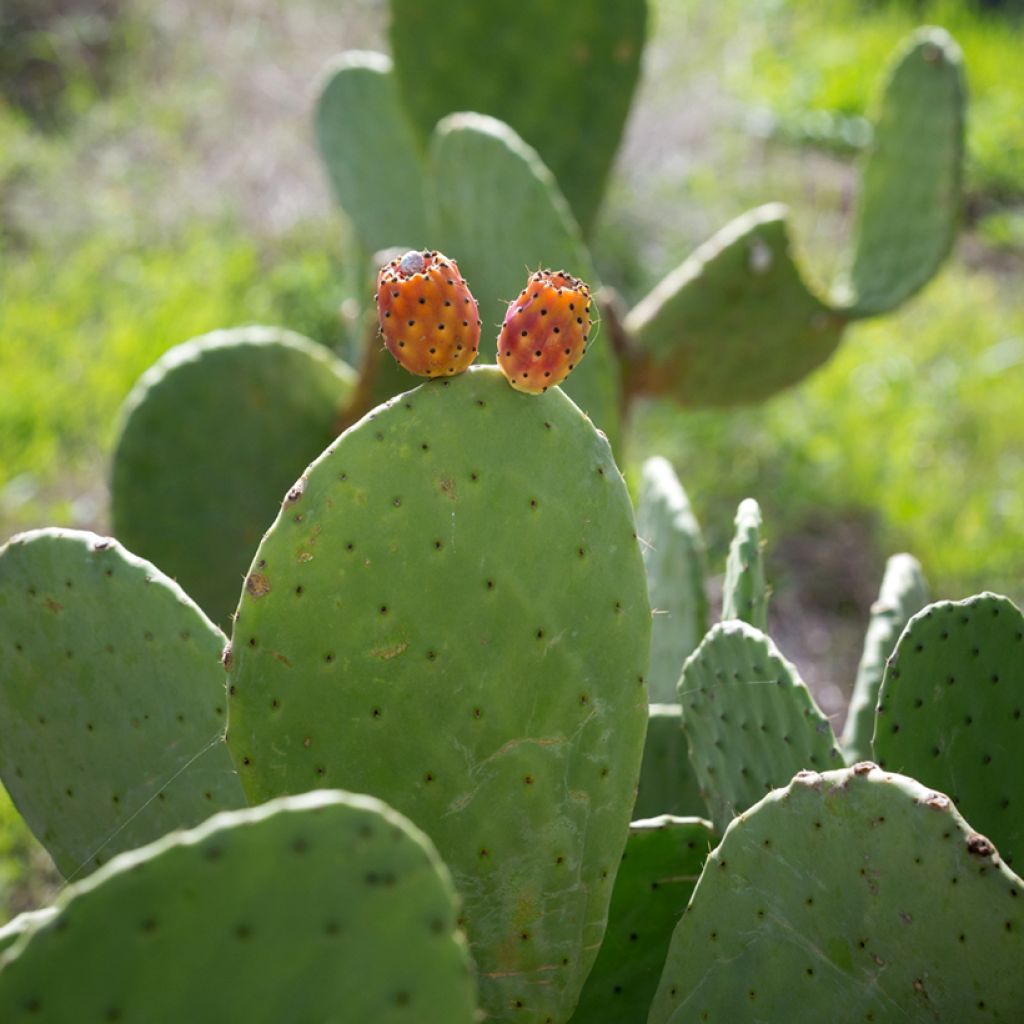 Opuntia aciculata - Prickly pear cactus