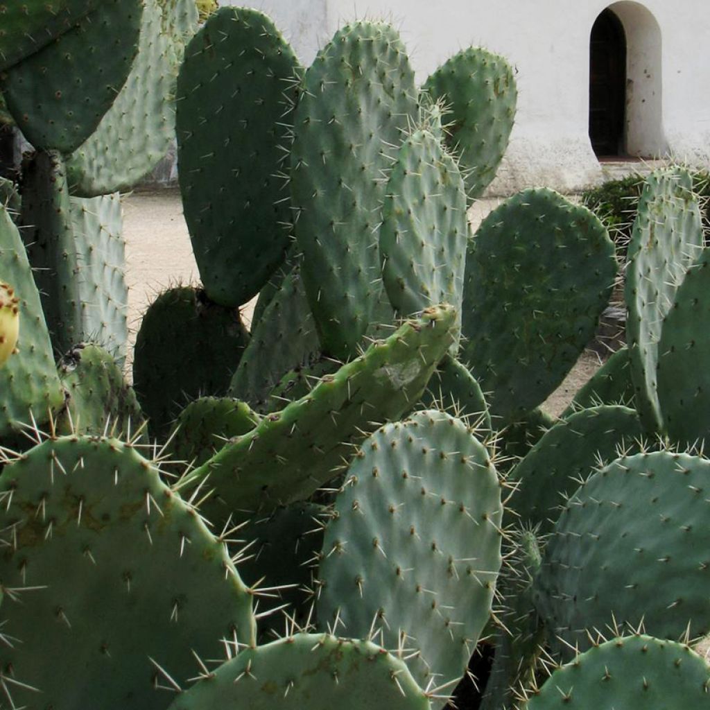 Opuntia engelmannii var. alta - Prickly Pear