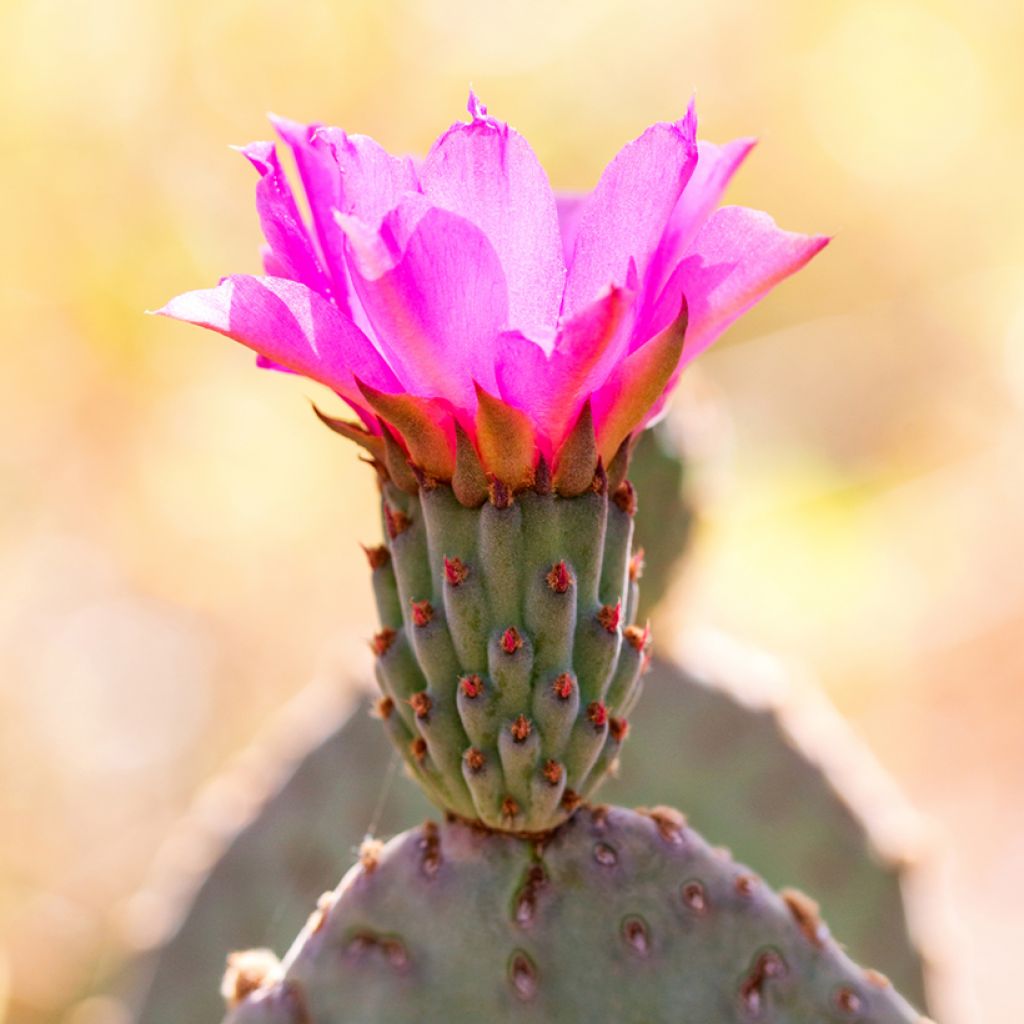 Opuntia basilaris - Beaver tail cactus