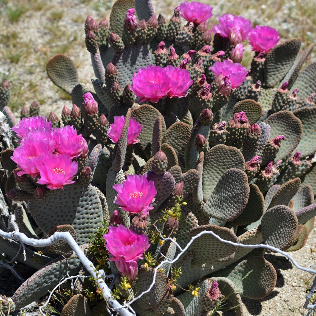 Opuntia basilaris - Beaver tail cactus