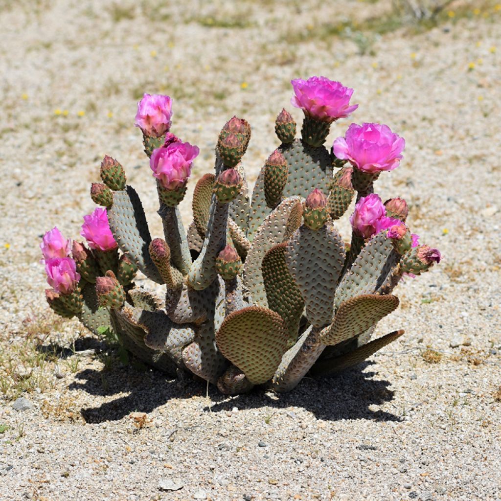 Opuntia basilaris - Beaver tail cactus