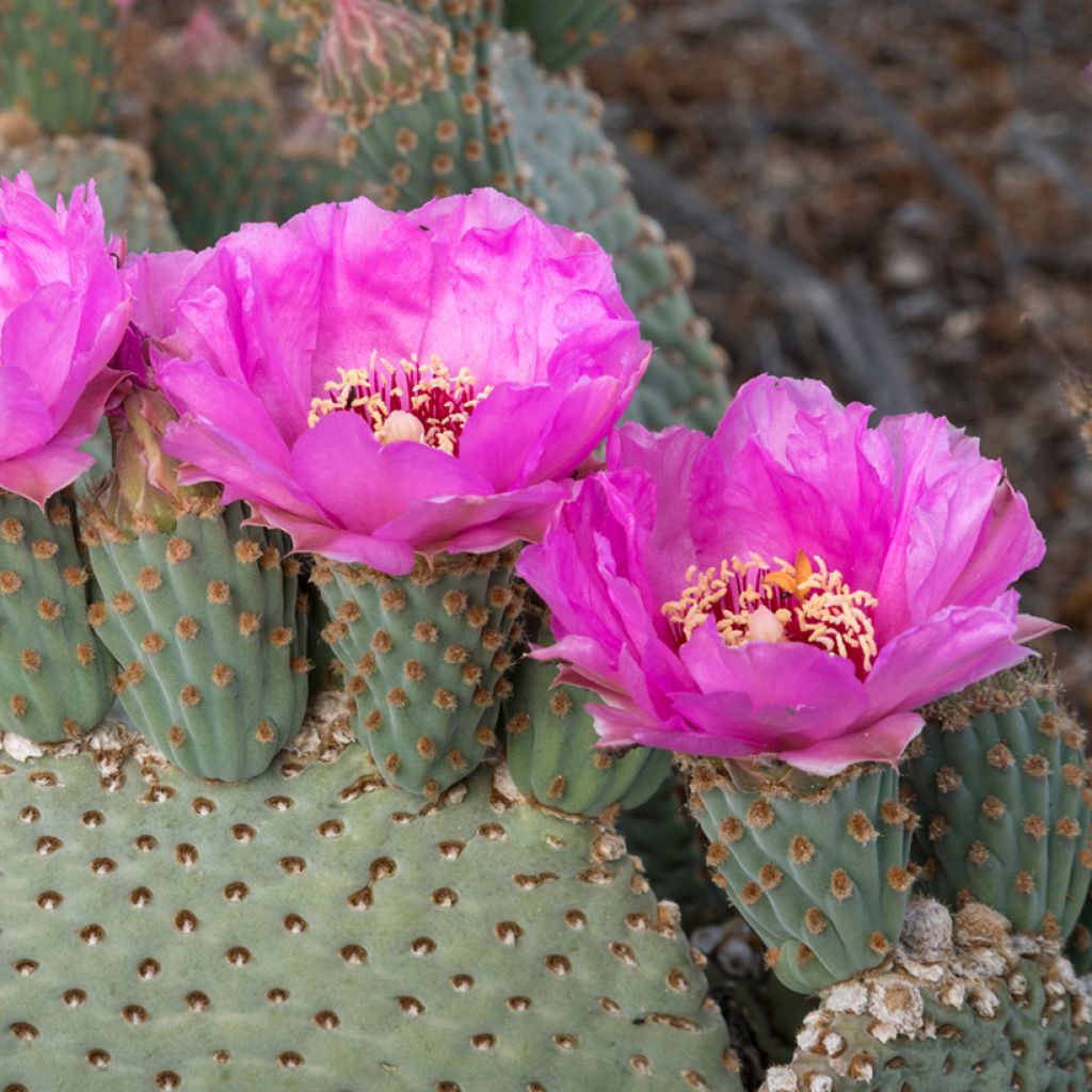 Opuntia basilaris - Beaver tail cactus