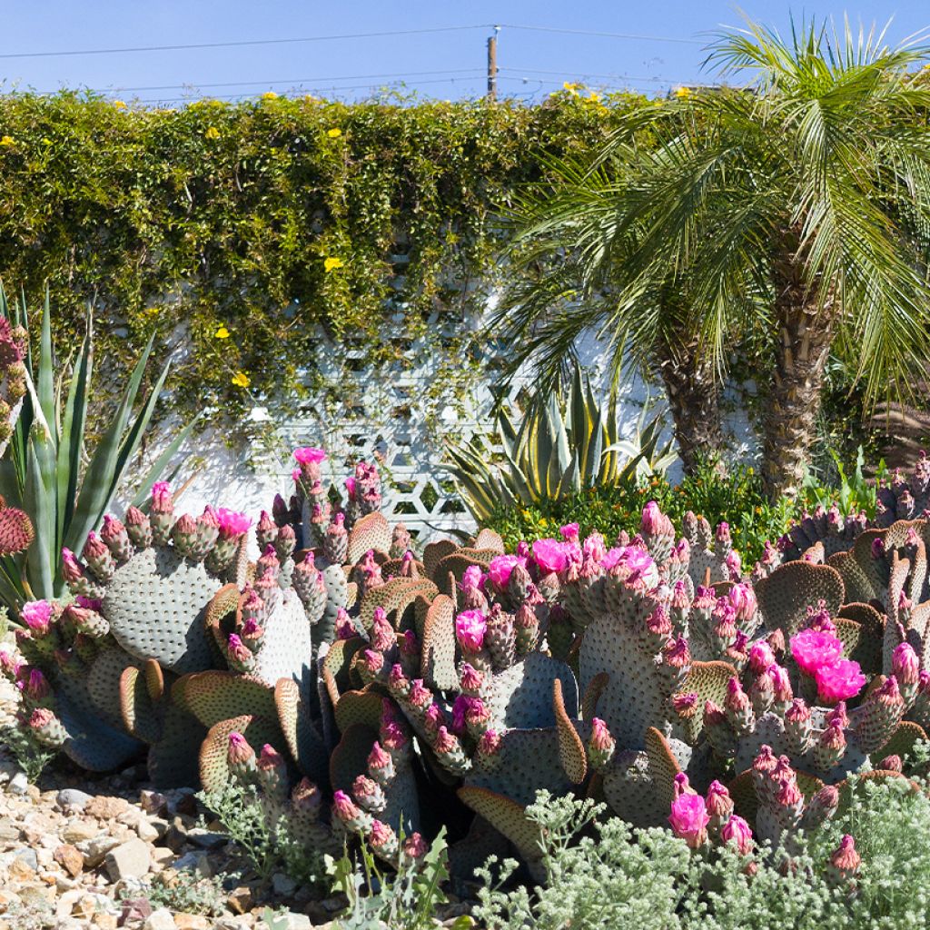 Opuntia basilaris - Beaver tail cactus