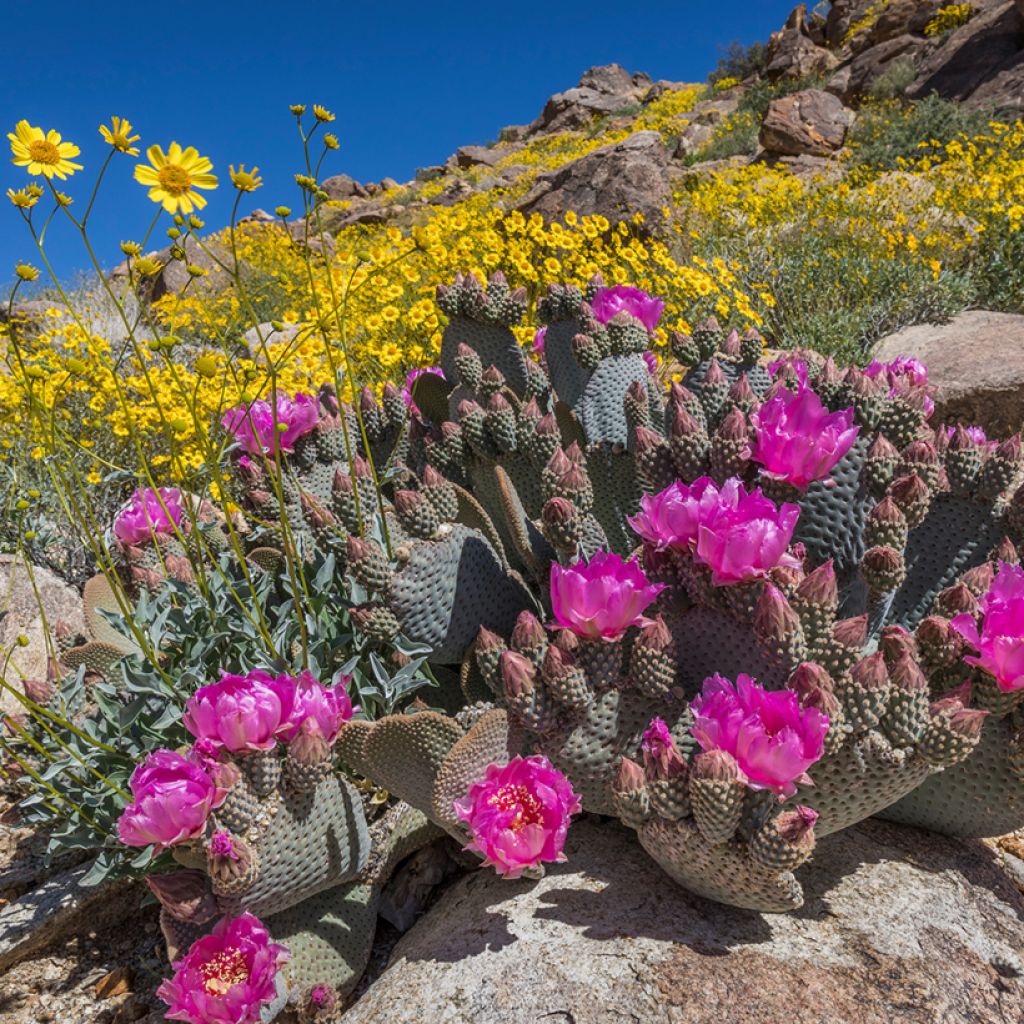 Opuntia basilaris - Beaver tail cactus