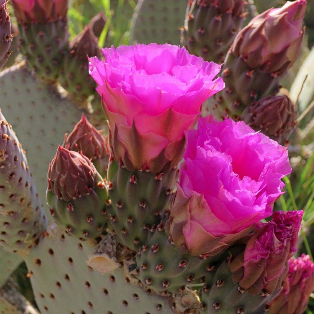 Opuntia basilaris - Beaver tail cactus