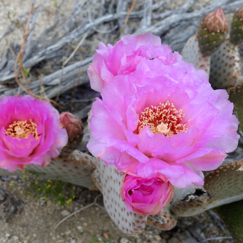 Opuntia basilaris - Beaver tail cactus