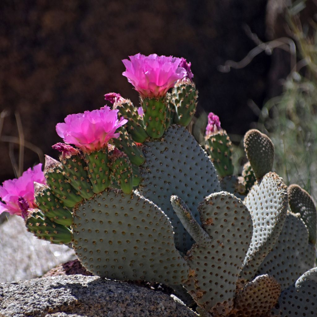 Opuntia basilaris - Beaver tail cactus