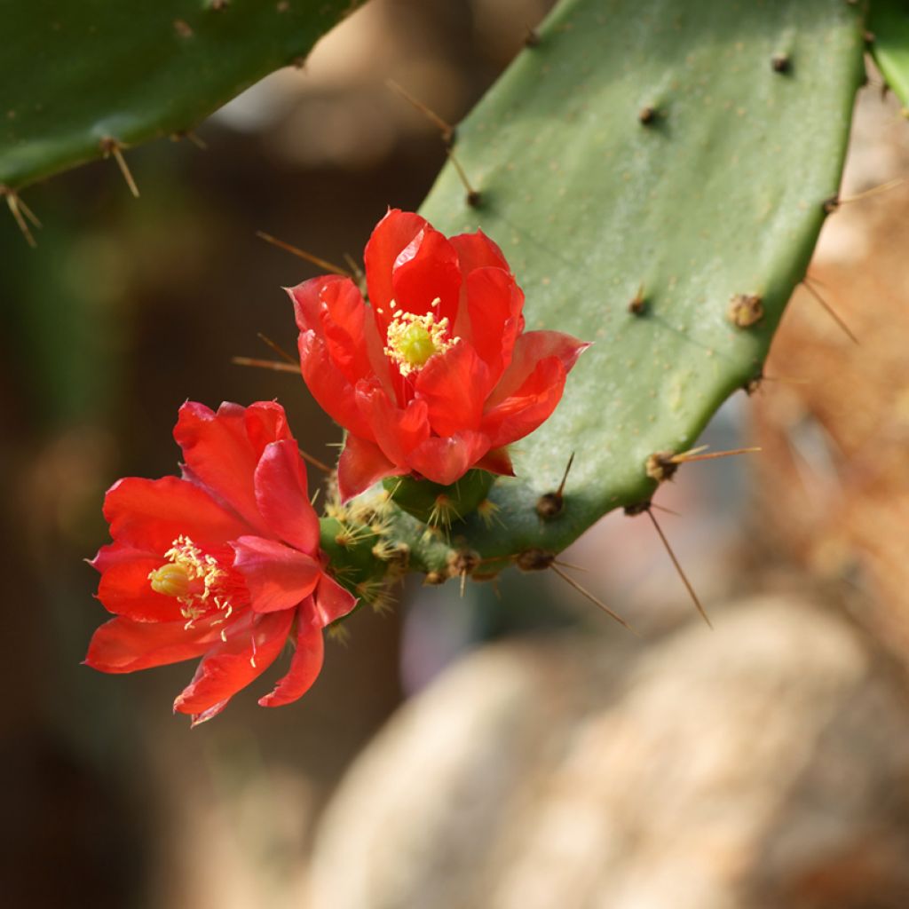 Opuntia bergeriana - Berger's prickly pear
