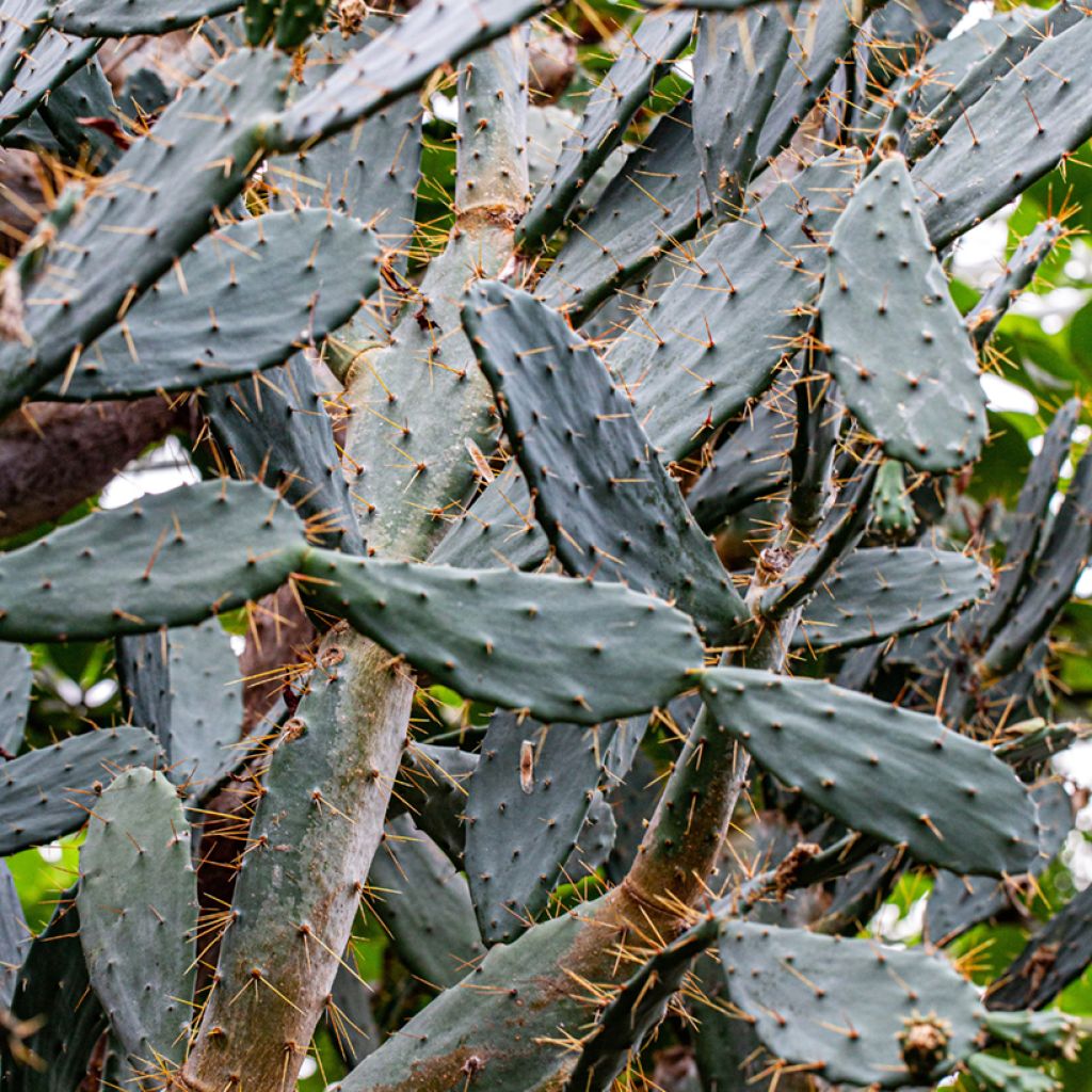 Opuntia bergeriana - Berger's prickly pear