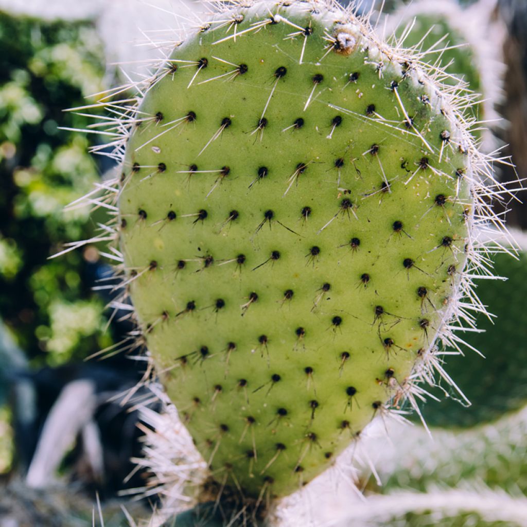 Opuntia bergeriana - Berger's prickly pear