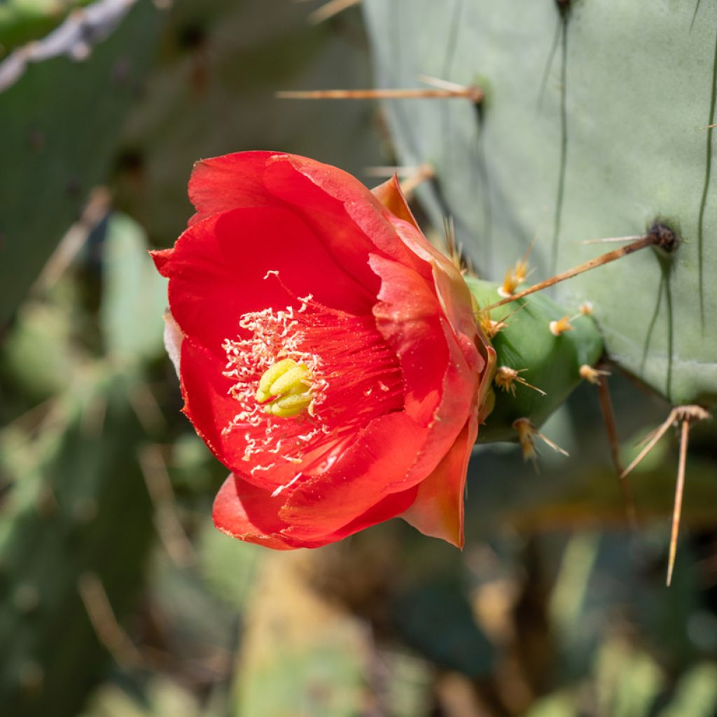 Opuntia bergeriana - Berger's prickly pear