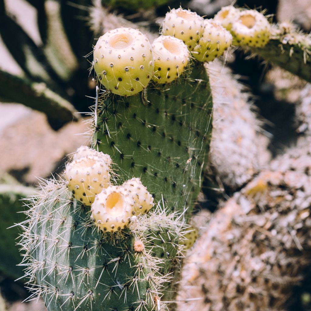 Opuntia bergeriana - Berger's prickly pear