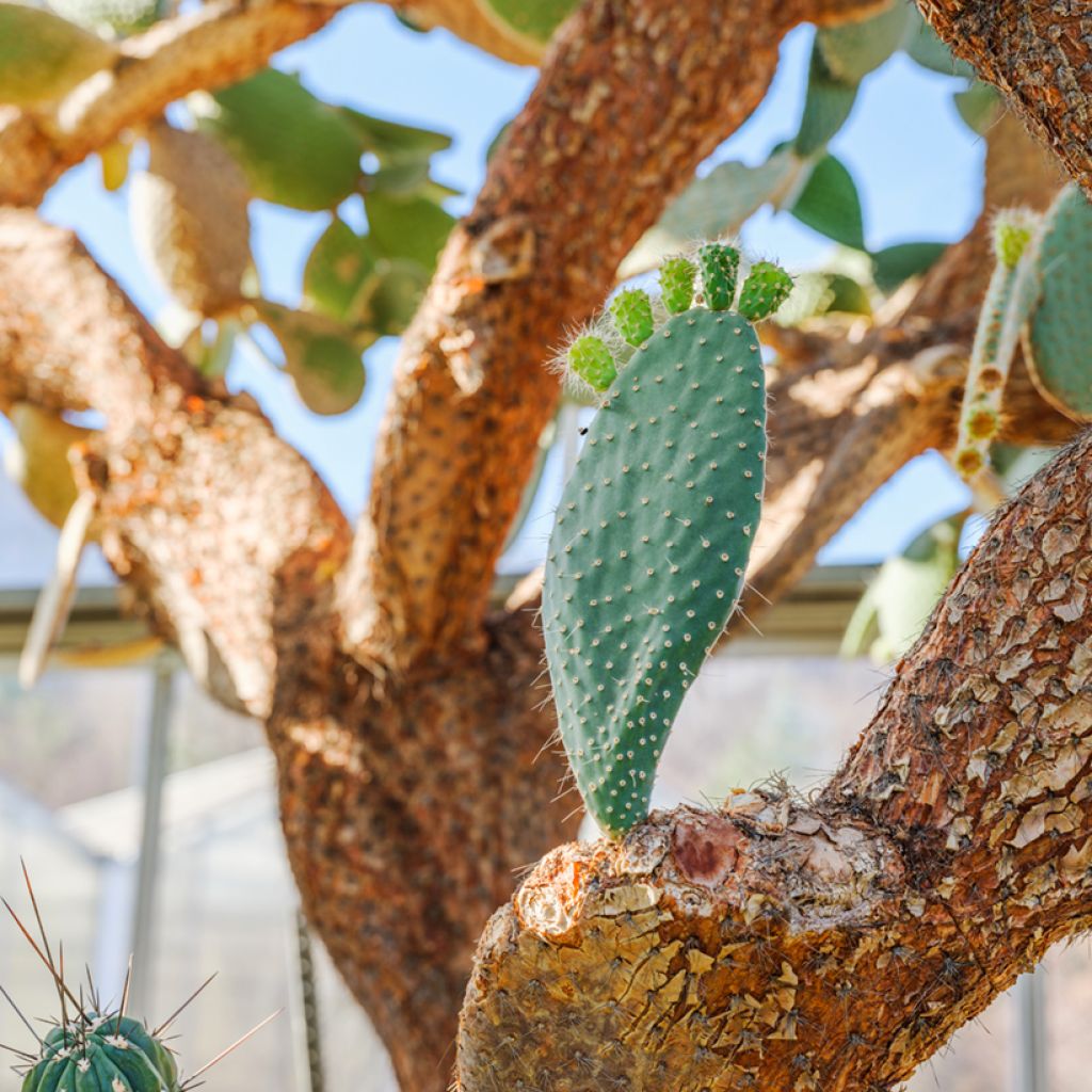 Opuntia leucotricha - Prickly pear cactus