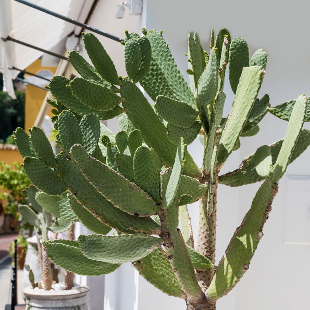 Opuntia leucotricha - Prickly pear cactus