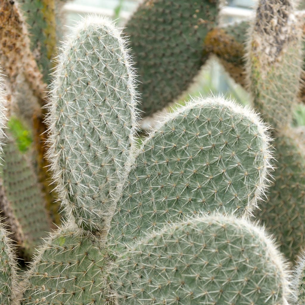 Opuntia leucotricha - Prickly pear cactus
