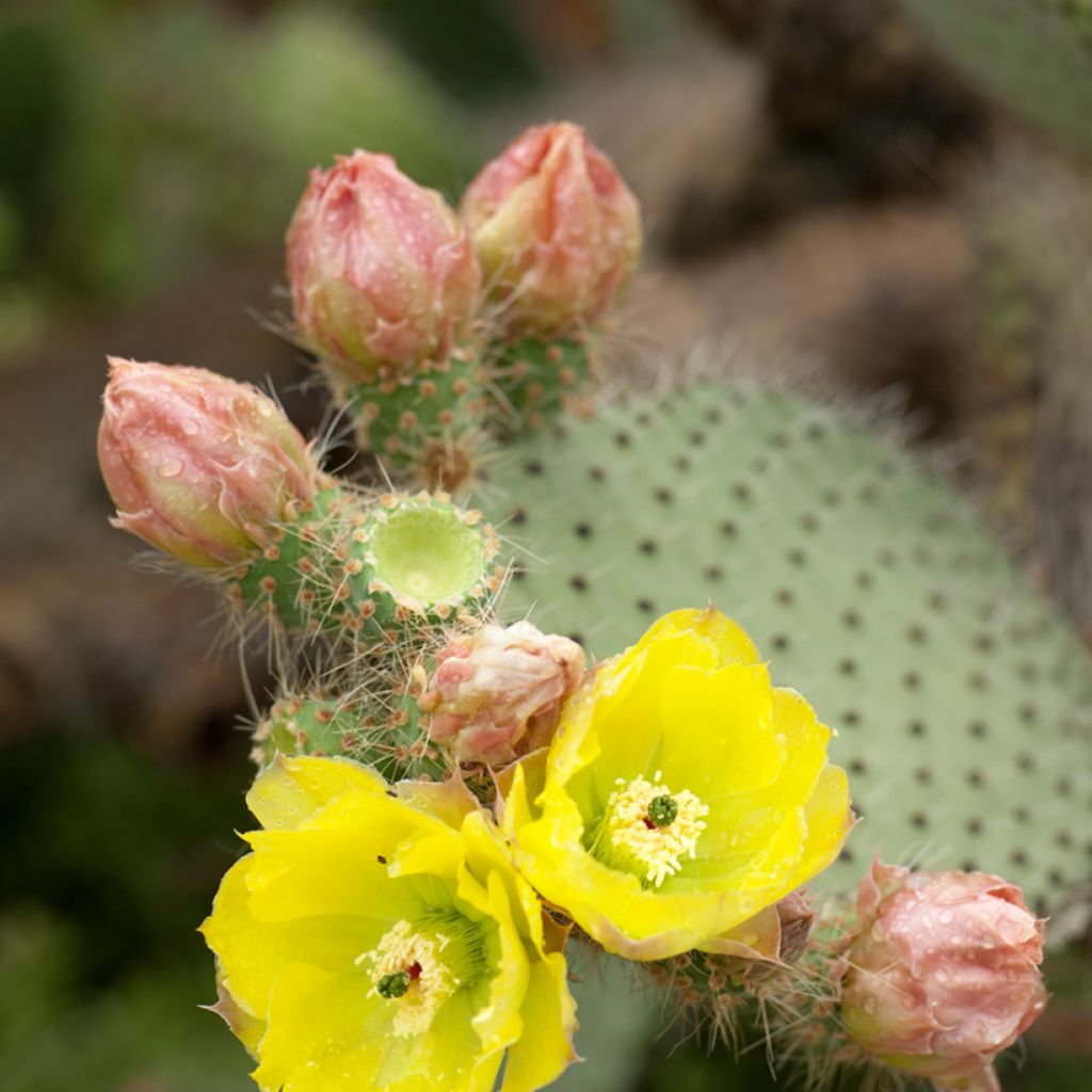 Opuntia leucotricha - Prickly pear cactus