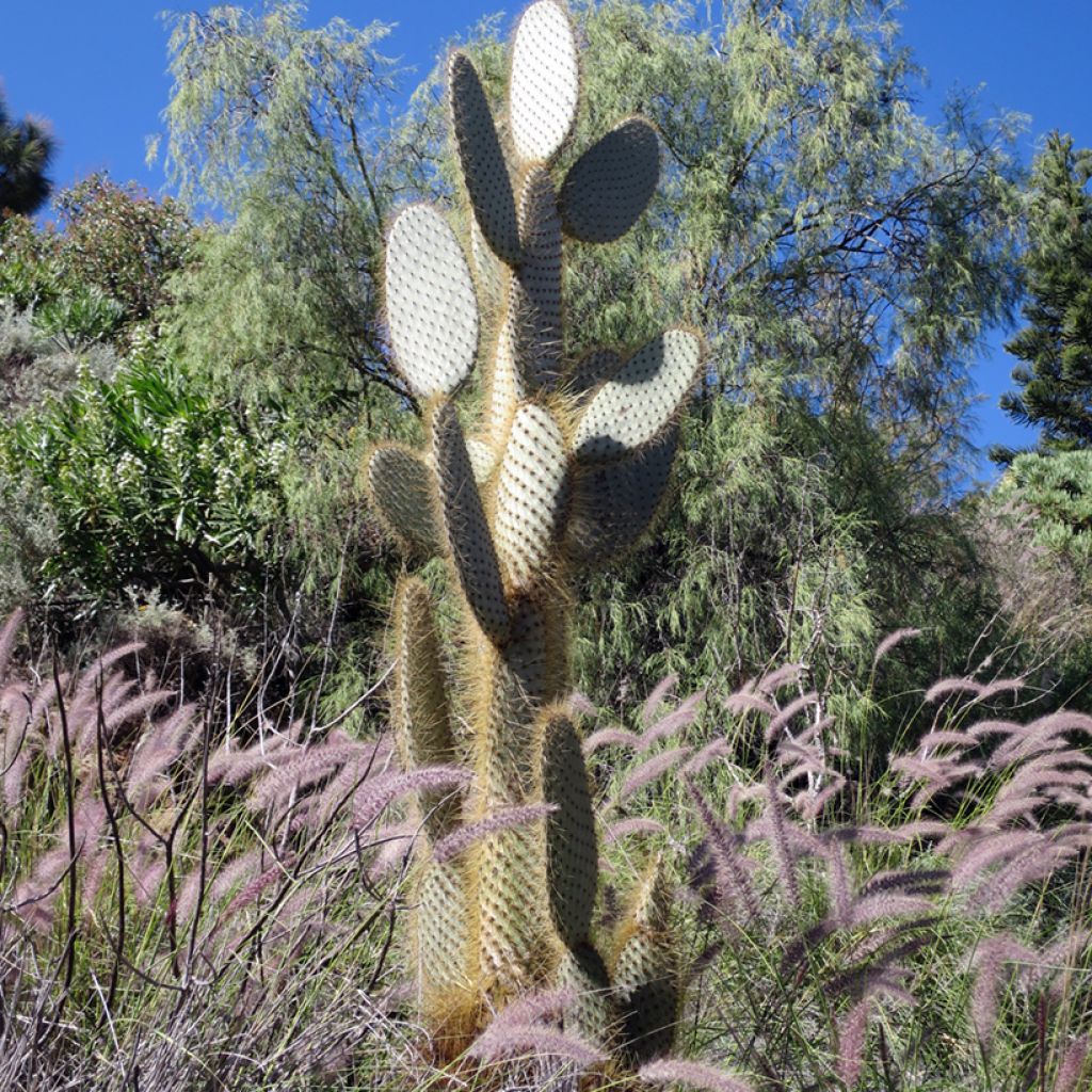 Opuntia leucotricha - Prickly pear cactus