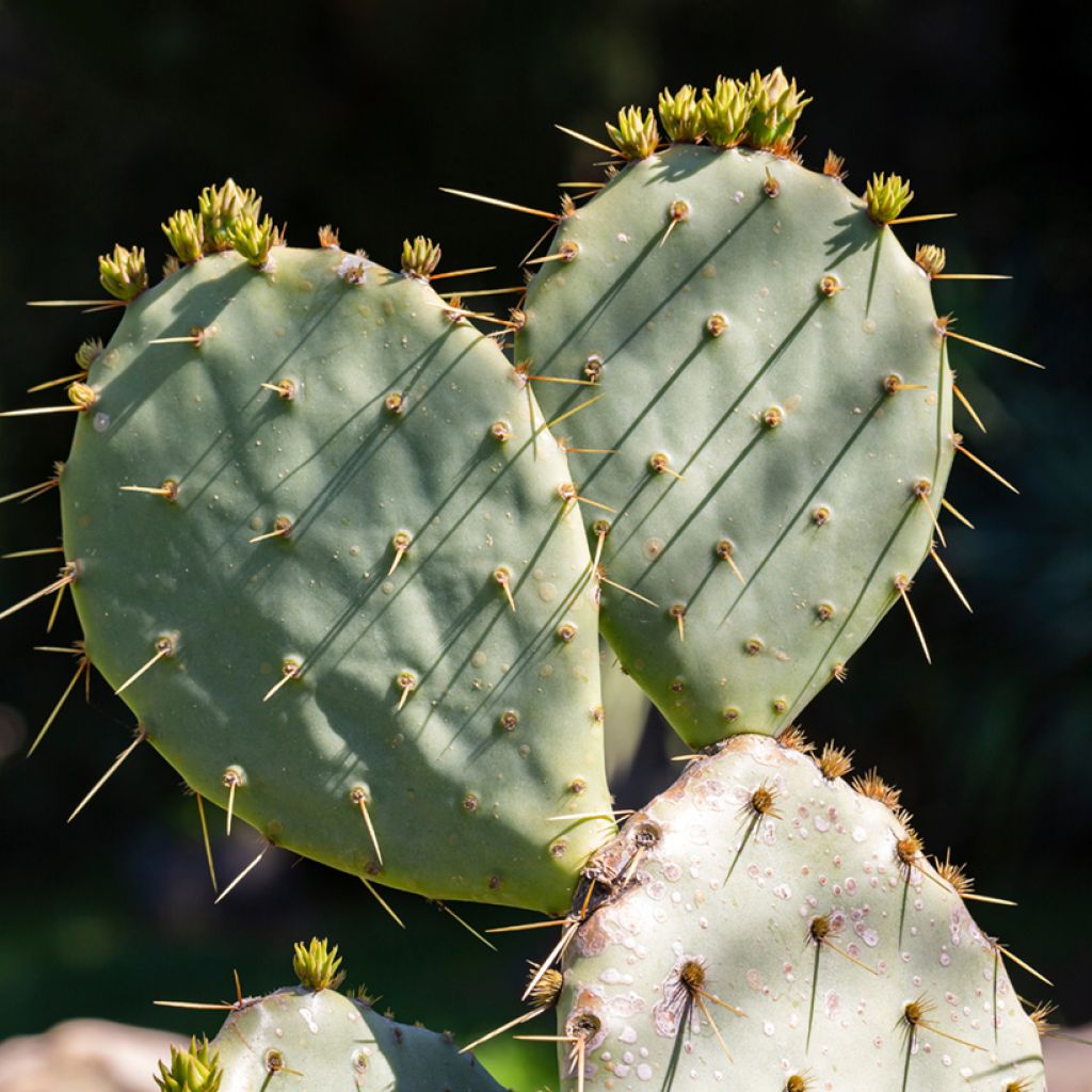 Opuntia leucotricha - Prickly pear cactus