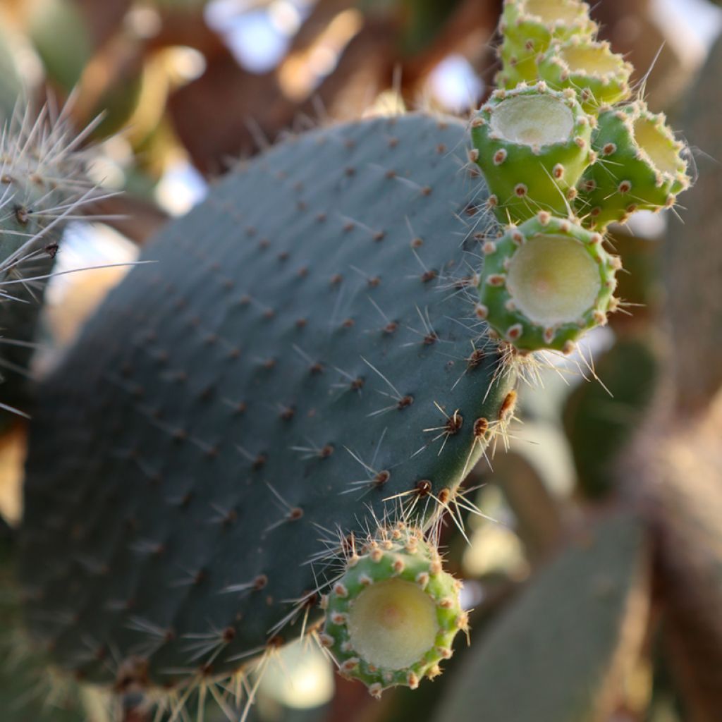 Opuntia leucotricha - Prickly pear cactus