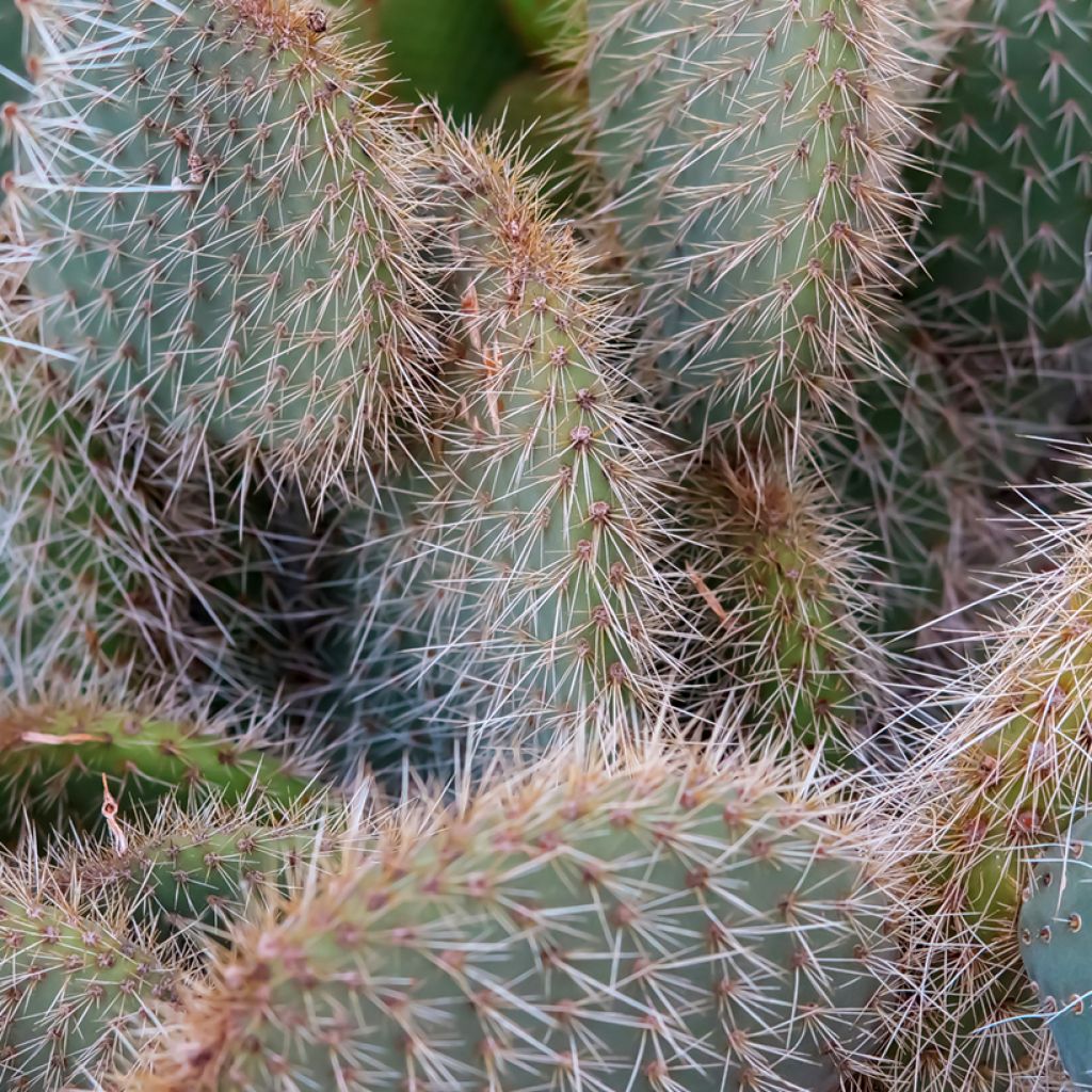 Opuntia leucotricha - Prickly pear cactus