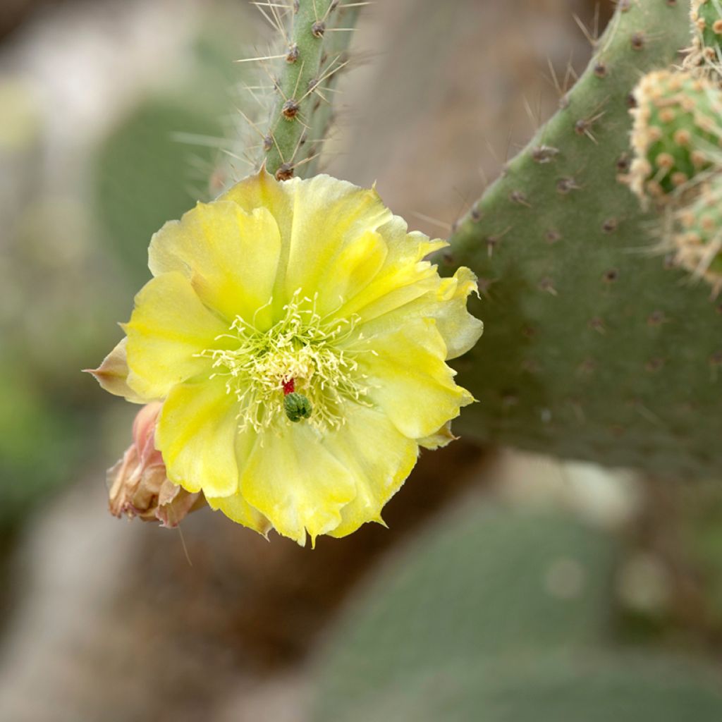 Opuntia leucotricha - Prickly pear cactus