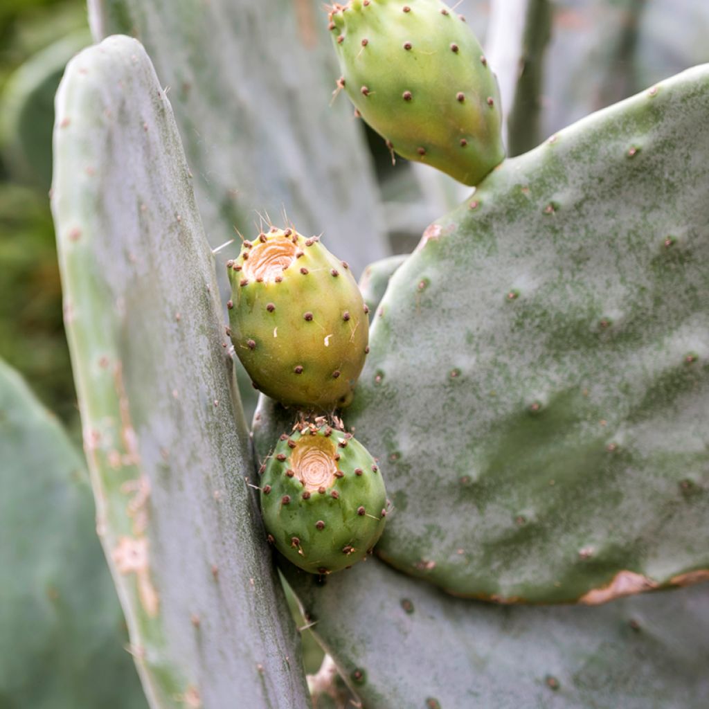 Opuntia leucotricha - Prickly pear cactus