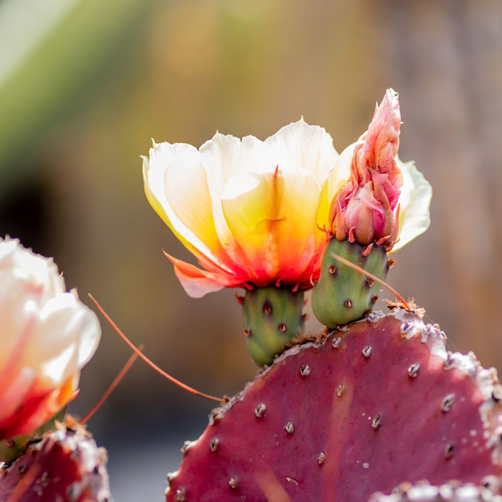 Opuntia macrocentra - Purple prickly pear