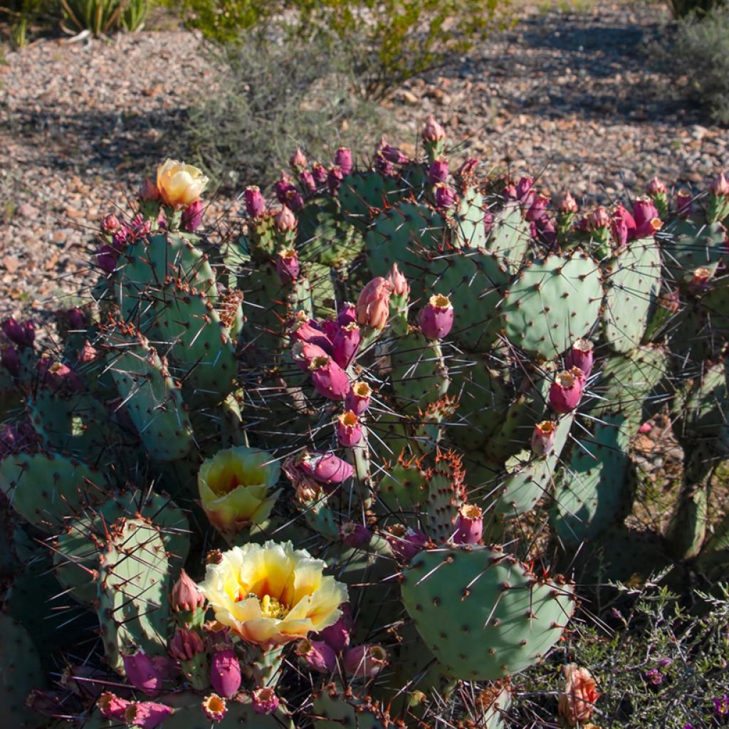 Opuntia macrocentra - Purple prickly pear