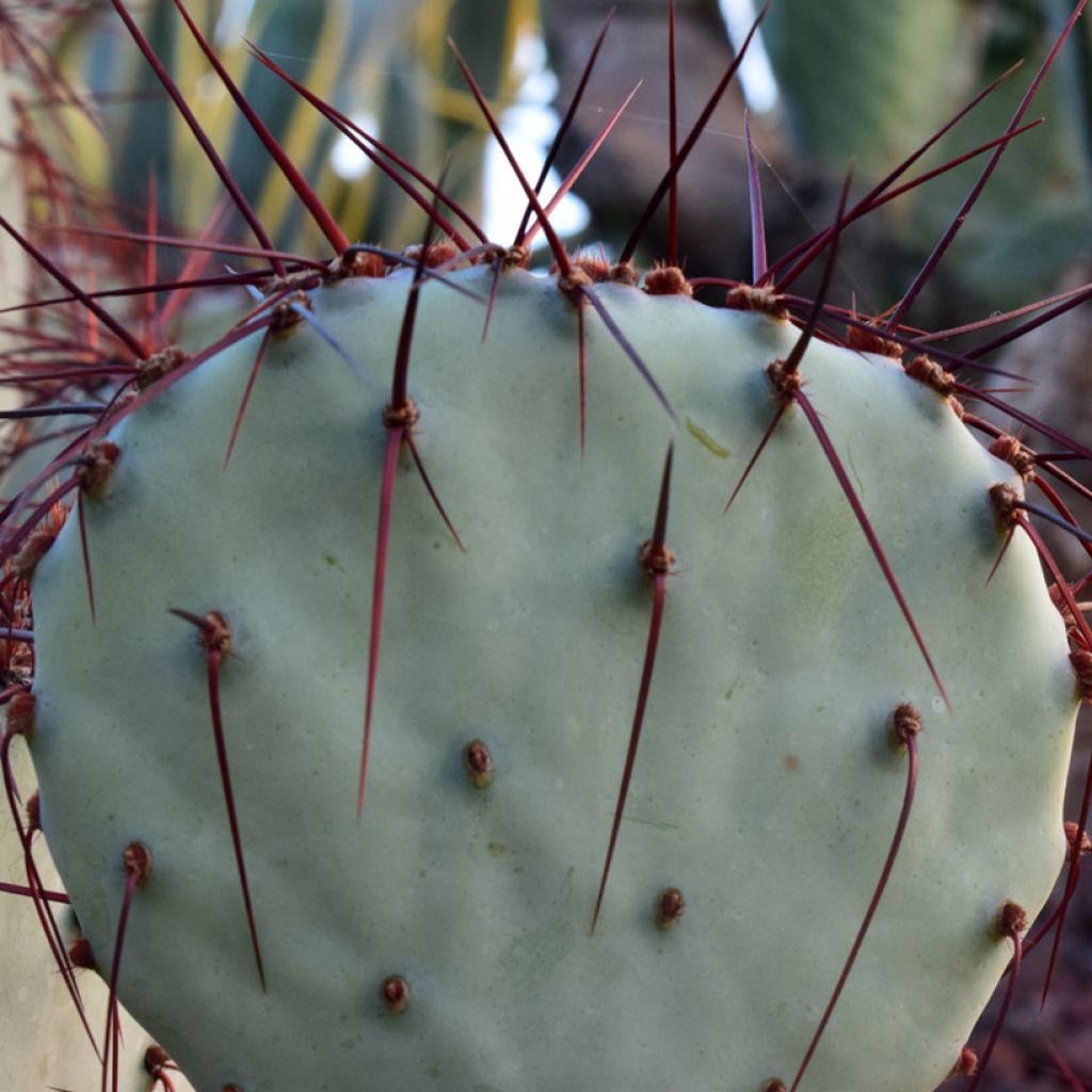 Opuntia macrocentra - Black-spined prickly pear