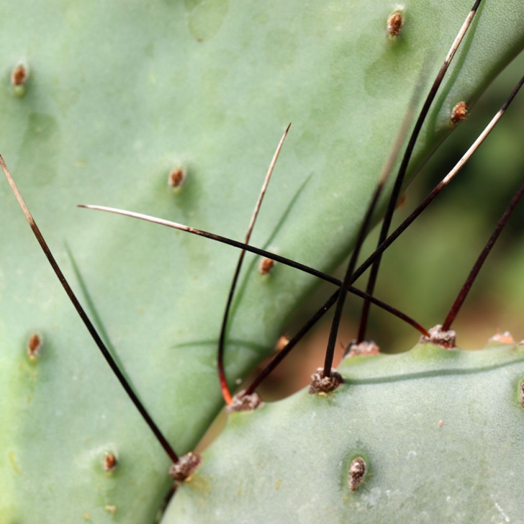Opuntia macrocentra - Black-spined prickly pear