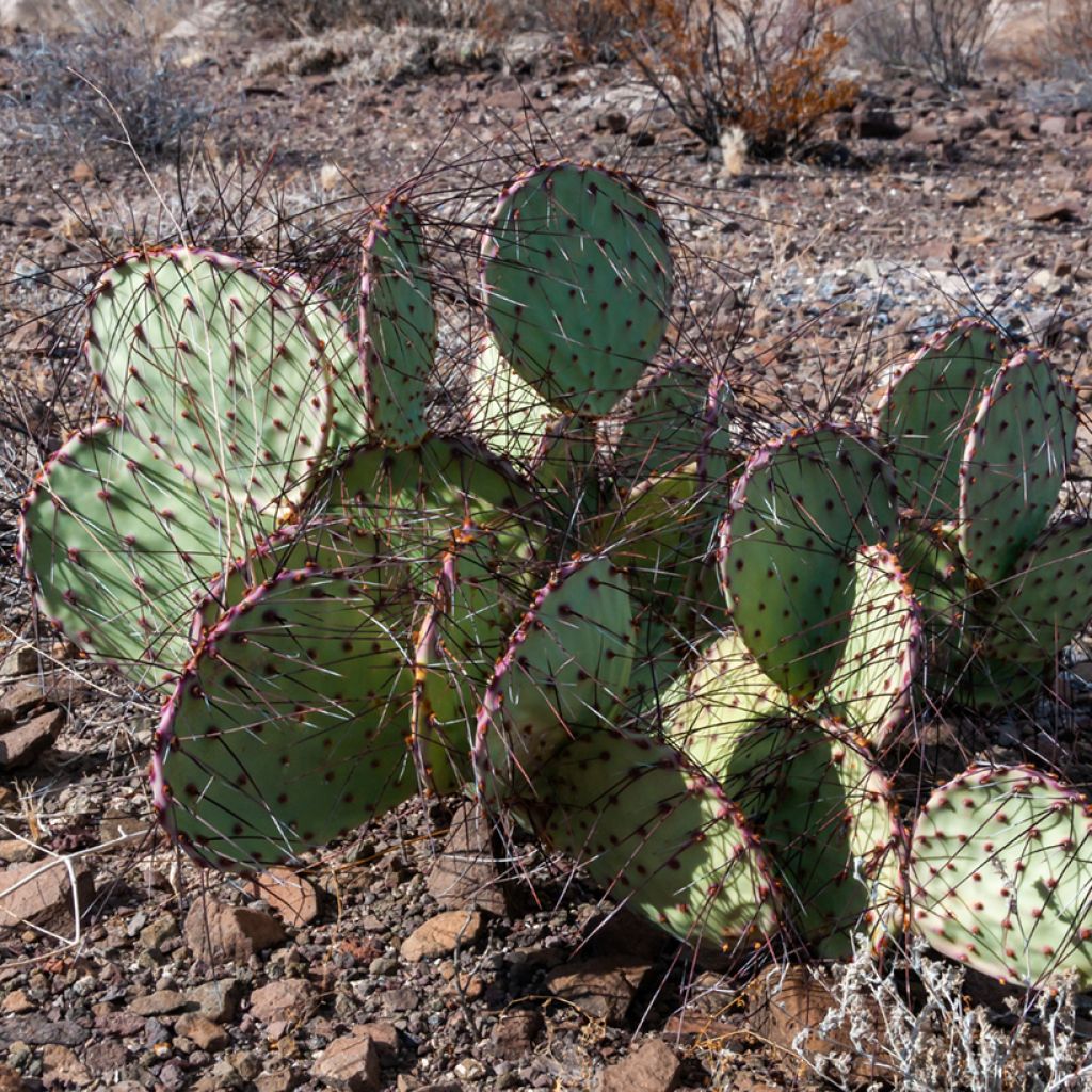 Opuntia macrocentra - Black-spined prickly pear