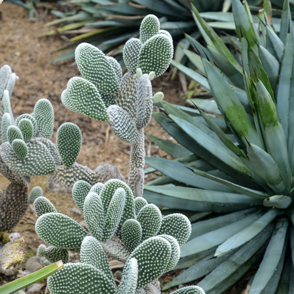 Opuntia microdasys var. albispina - White bunny ear cactus
