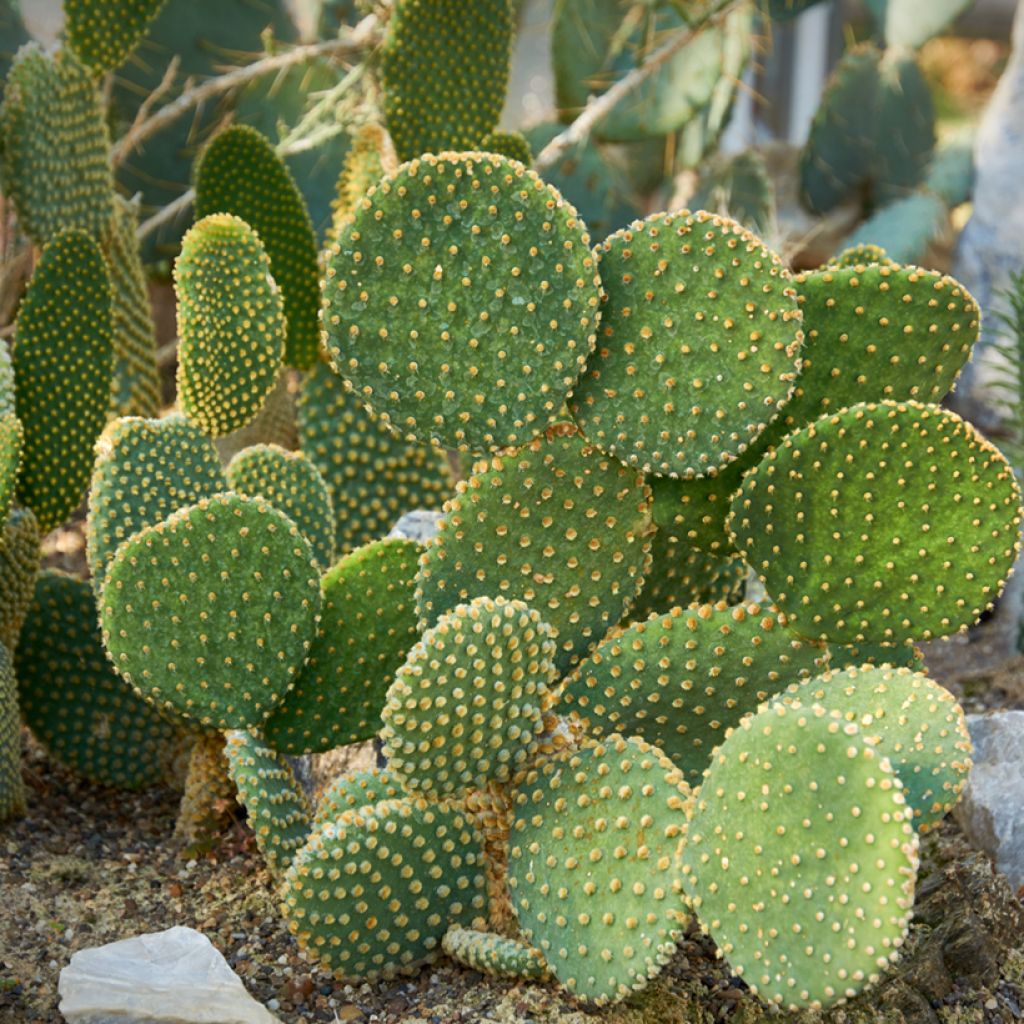 Opuntia microdasys var. pallida - Bunny eared cactus