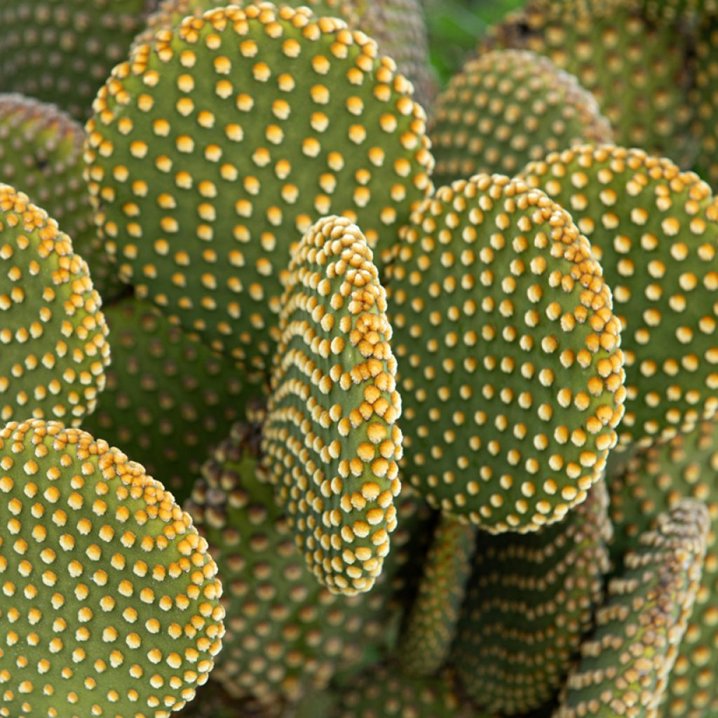 Opuntia microdasys var. pallida - Bunny eared cactus