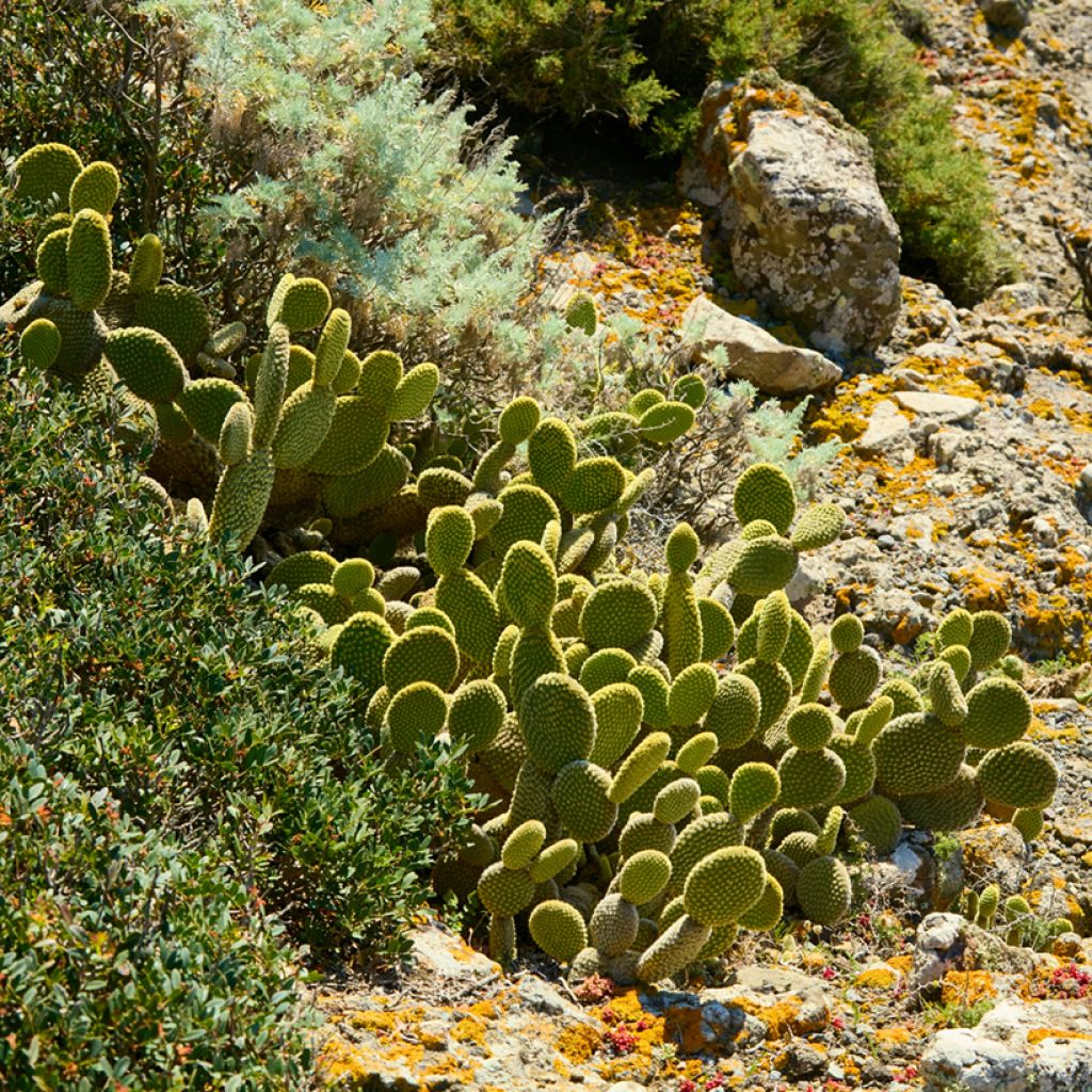 Opuntia microdasys var. pallida - Bunny eared cactus