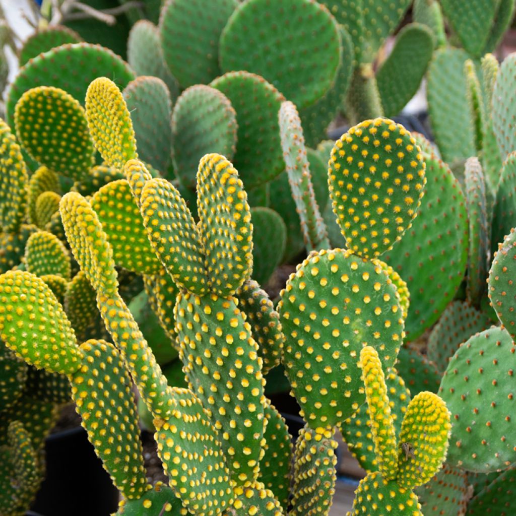 Opuntia microdasys var. pallida - Bunny eared cactus