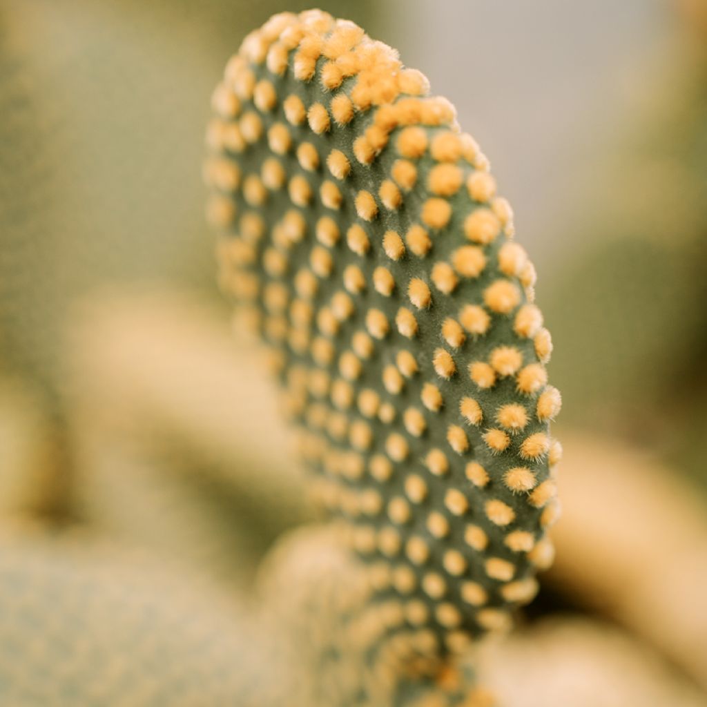 Opuntia microdasys var. pallida - Bunny eared cactus
