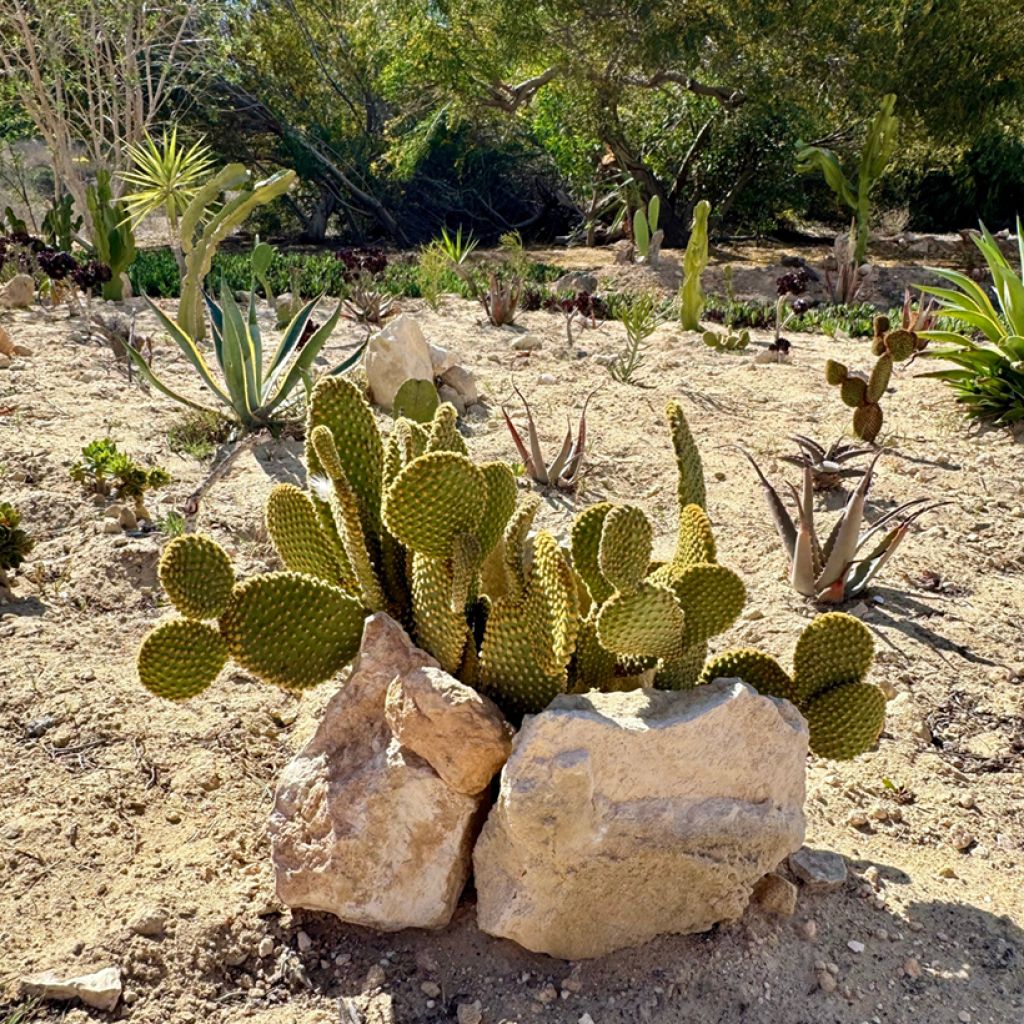 Opuntia microdasys var. pallida - Bunny eared cactus