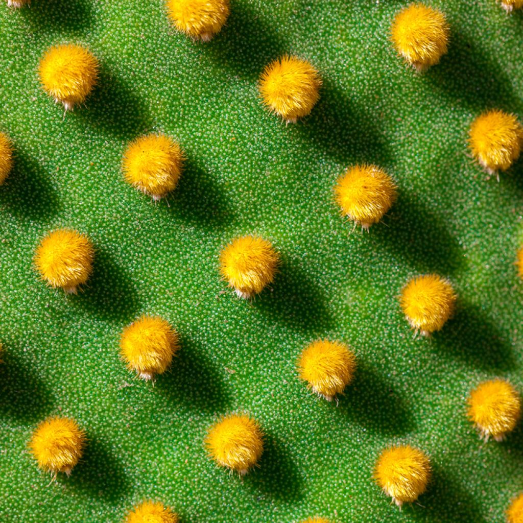 Opuntia microdasys var. pallida - Bunny eared cactus