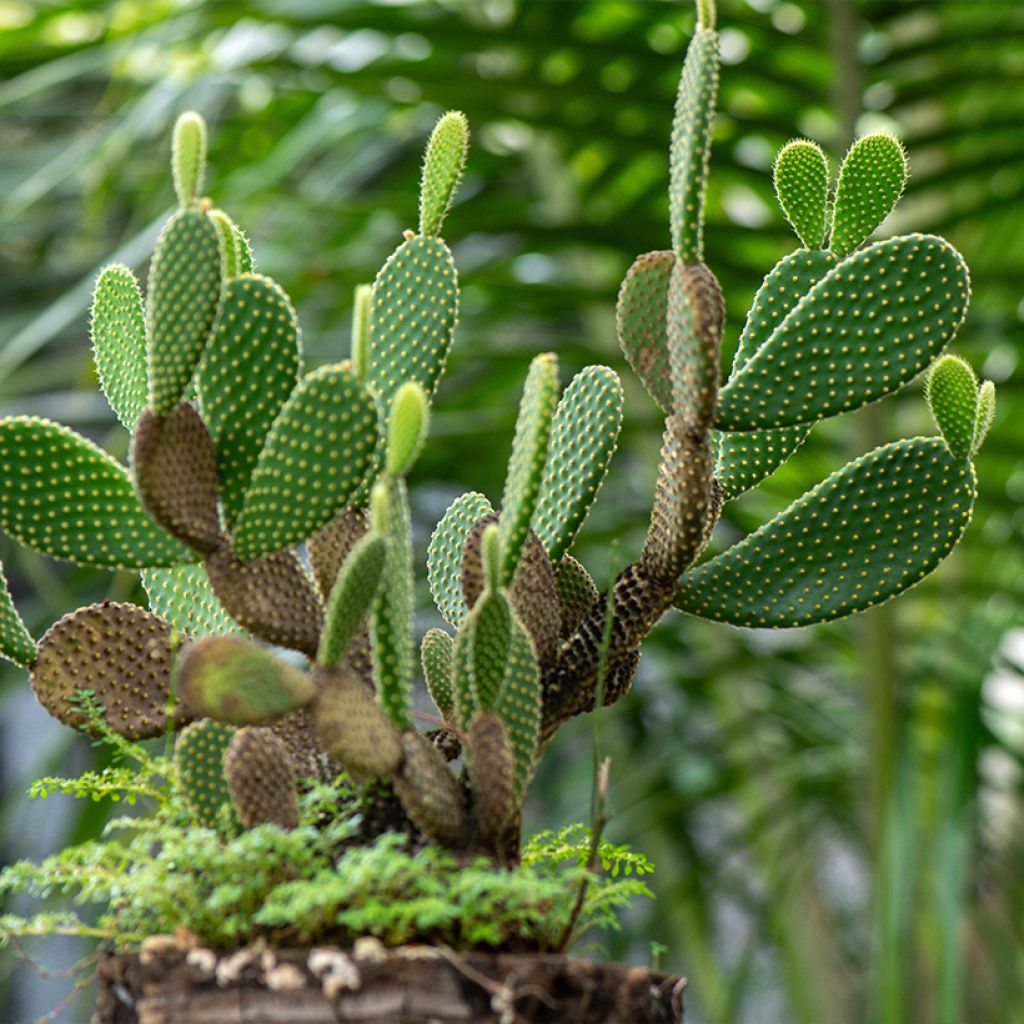 Opuntia microdasys var. pallida - Bunny eared cactus