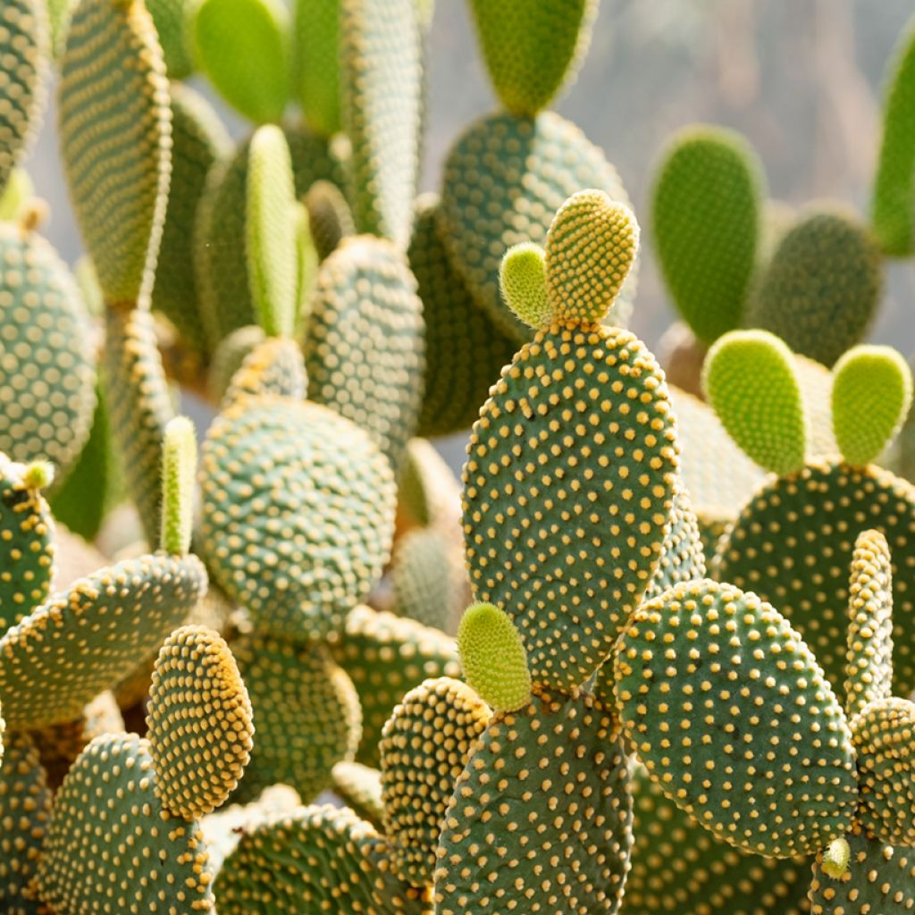 Opuntia microdasys var. pallida - Bunny eared cactus