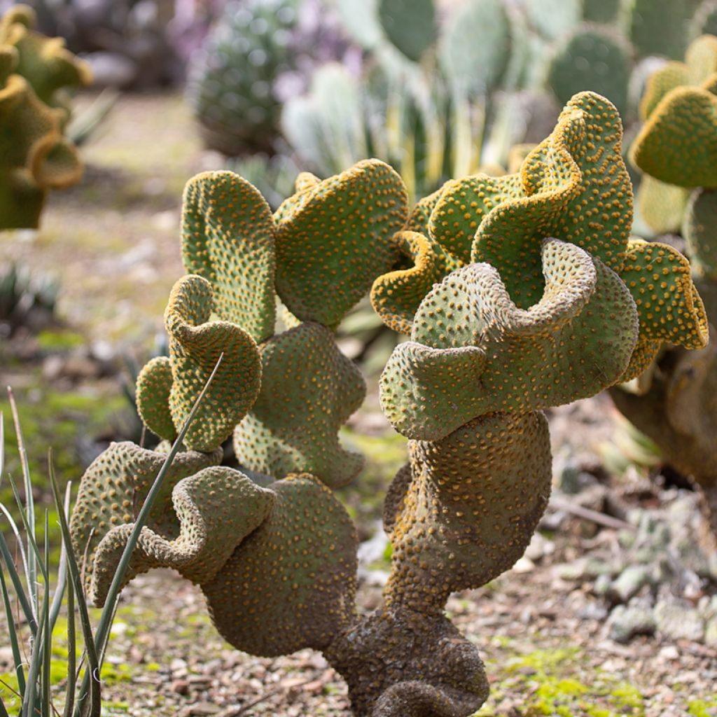Opuntia microdasys Undulata - Prickly pear cactus