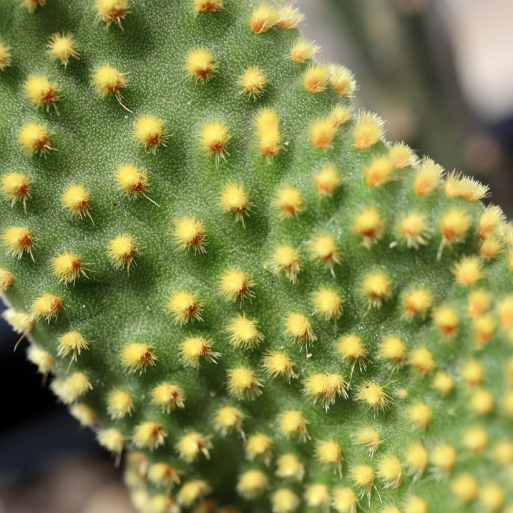 Opuntia microdasys Undulata - Prickly pear cactus